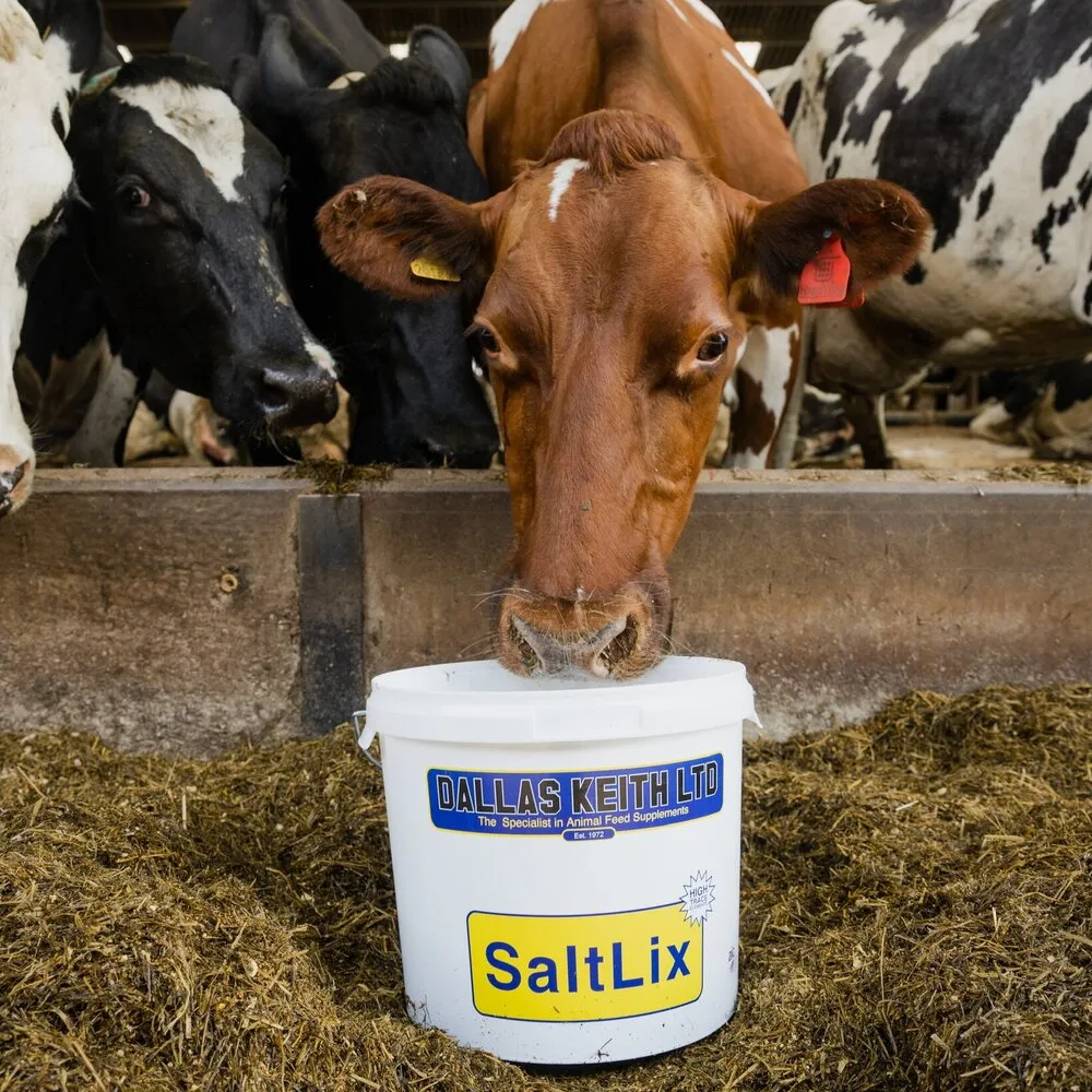 Dallas Keith SaltLix Hi Trace Cattle Bucket 20Kg